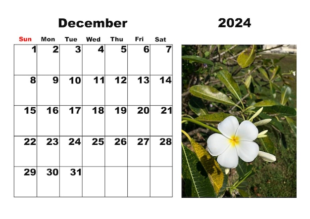 Photo calendrier pour le mois de décembre 2024 avec une photo de fleurs tropicales