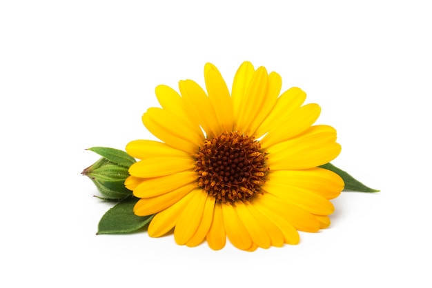 Calendula. Fleur de souci avec des feuilles isolées sur blanc