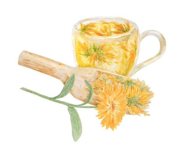 Calendula officinalis orange dans une cuillère en bois pour les produits en vrac et une tasse de thé Illustration dessinée à la main à l'aquarelle Élément botanique pour les étiquettes produits écologiques textiles cosmétiques naturels à base de plantes médicinales