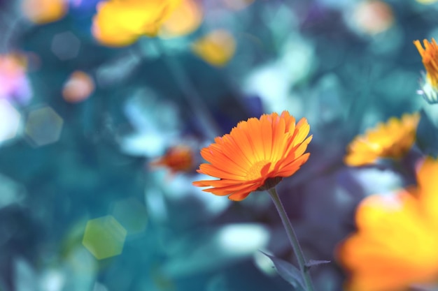 Calendula des plantes médicinales