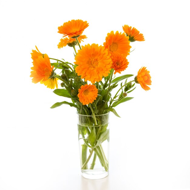 Calendula