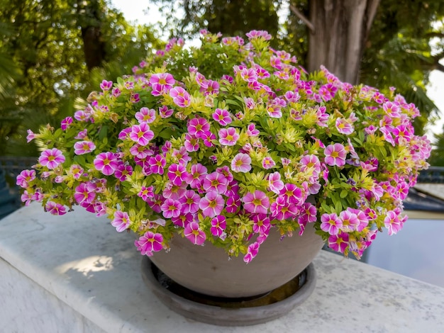 Calibrachoa est un genre de plantes de la famille des solanacées