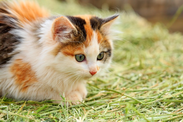 Calico Farm Cat