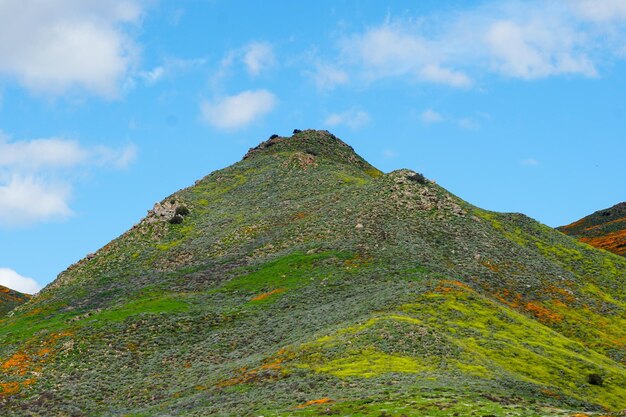 California Golden Poppy et Goldfields fleurissent à Walker Canyon, Lake Elsinore, CA. ETATS-UNIS.