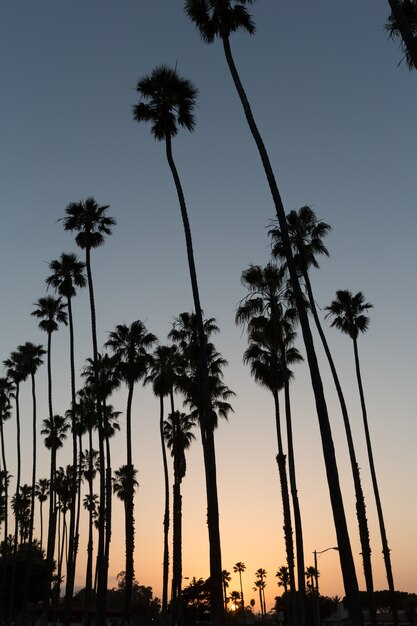 Californie coucher de soleil palmier à Santa Barbara