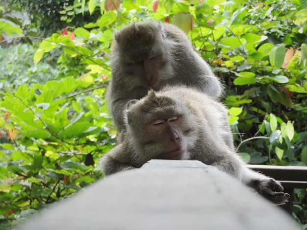 Câlins, couple, singe