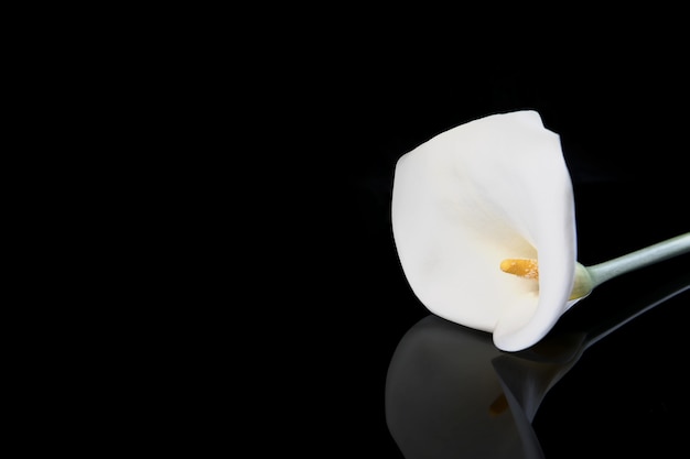 Calla blanc isolé sur un fond noir avec reflet, surface