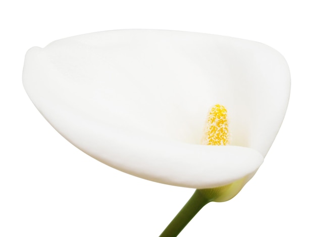 Calla fleur blanche isolé sur fond blanc