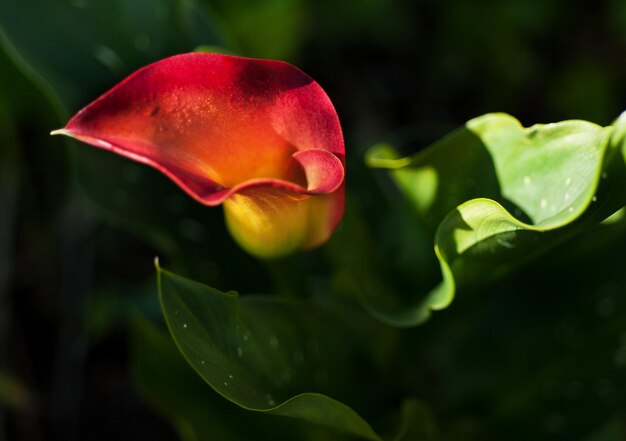 Calla de fleur dans le jardin