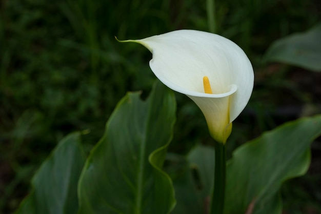 Calla Lily ou fleur de fou de Bassan sur le terrain avec un espace réservé au texte