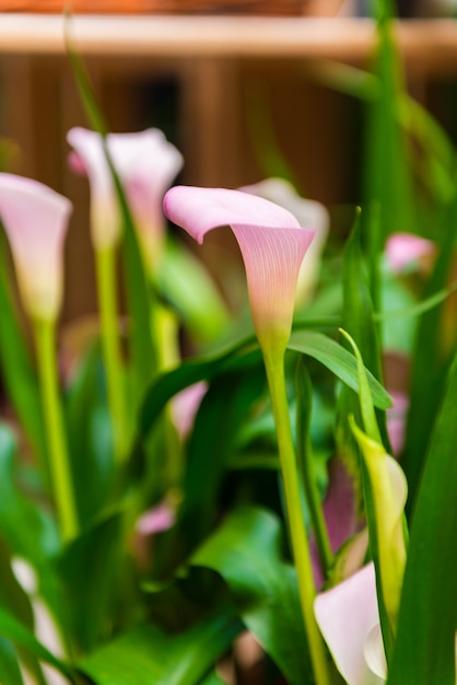 Calla Lily Fleur