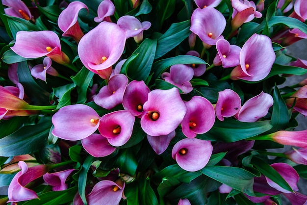 Calla lys. Parc floral de Keukenhof