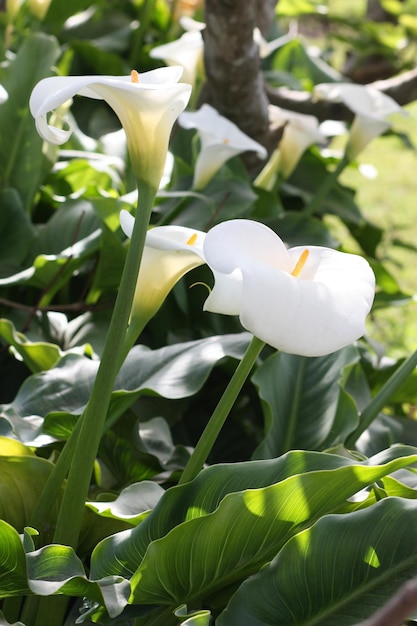 Calla de muguet parfumé blanc vibrant