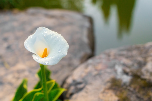 Callas avec des feuilles au jardin