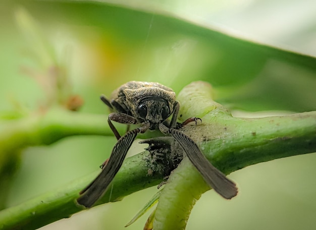 Callirhipis est un genre de coléoptères de la famille des Callirhipidae