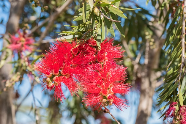 Callistemon citrinus Melaleuca citrina