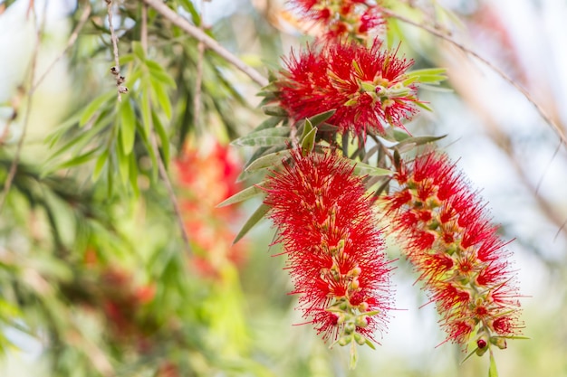 Callistemon hard close up plante exotique