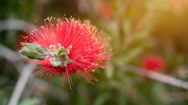 Callistemon rouge