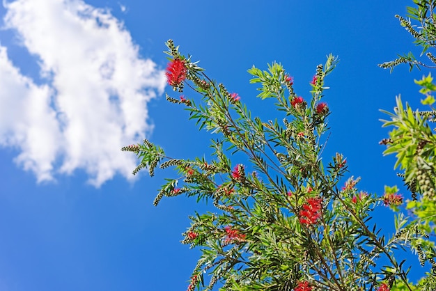 Callistemon sous un ciel bleu avec des nuages