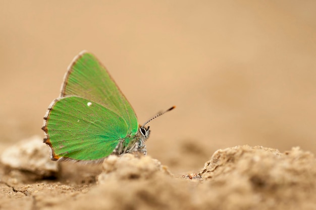 Callophrys rubi ou le cejialba est une espèce de papillon de la famille des Lycaenidae