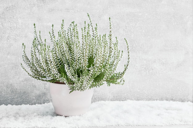 Calluna blanc vulgaris ou fleurs de bruyère communes en pot de fleurs blanches.