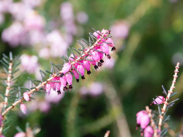 La calluna vulgaris en fleurs, la bruyère, le ling naturel au printemps, le soleil qui brille à travers les fleurs roses.