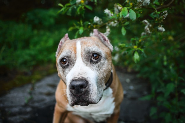 Calm Staffordshire Terrier avec fourrure brune et blanche assis sur champ vert et regardant la caméra