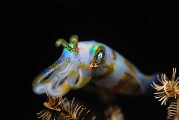 Calmar dans la nuit Monde sous-marin incroyable des Philippines