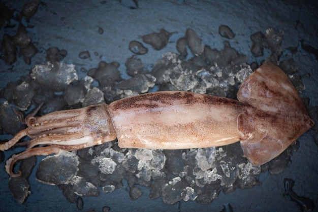 Calmars crus sur glace sur le fond de la plaque sombre, poulpes de calmars frais ou seiches pour les plats cuisinés au restaurant ou au marché de fruits de mer