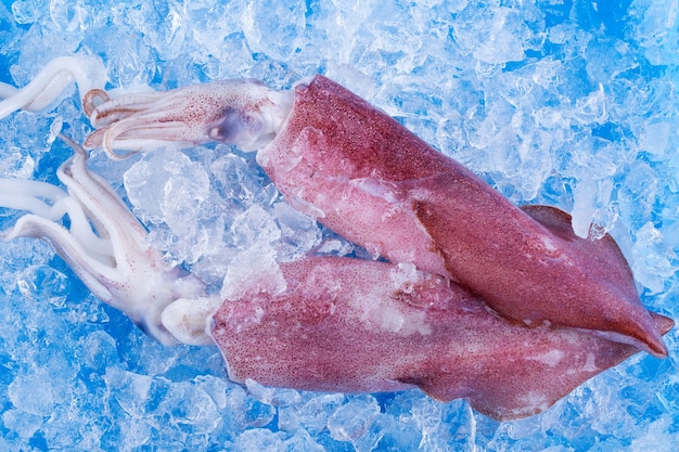 Calmars frais sur glace au marché.