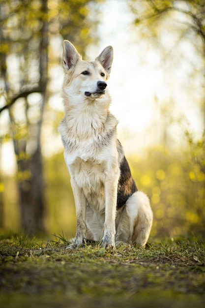 Calme gros chien assis sur un pré en forêt