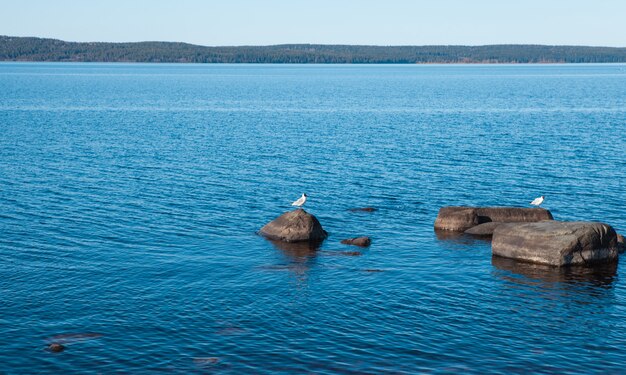 Calme lac bleu avec des pierres et des oiseaux sur eux