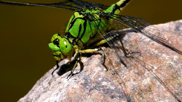 Photo calopteryx splendens les détails de l'insecte