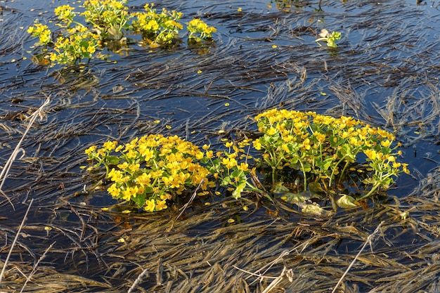 Caltha palustris, connu sous le nom de souci des marais. Fleurs jaunes qui fleurissent dans le marais.