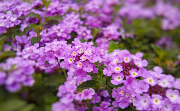 Camara pourpre de Lantana dans le jardin photo stock