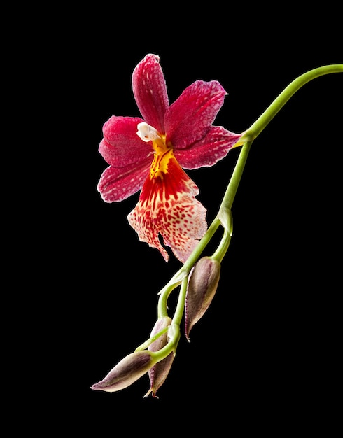 Cambria. Orchidée fleur rouge et blanche sur fond noir