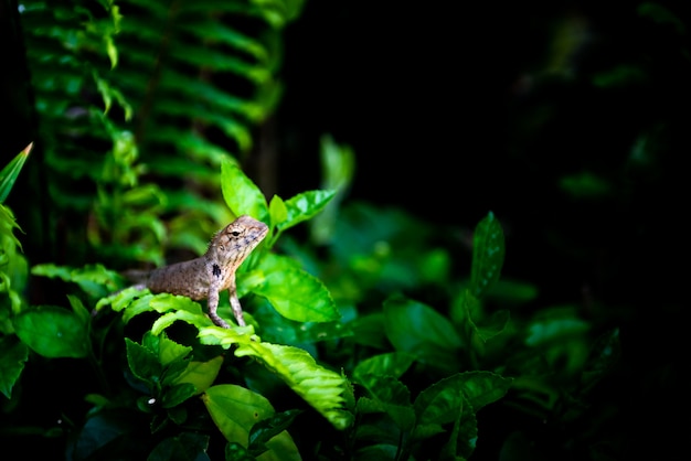 Caméléon Sur Arbre Avec Projecteur, Concept De Nature Sauvage