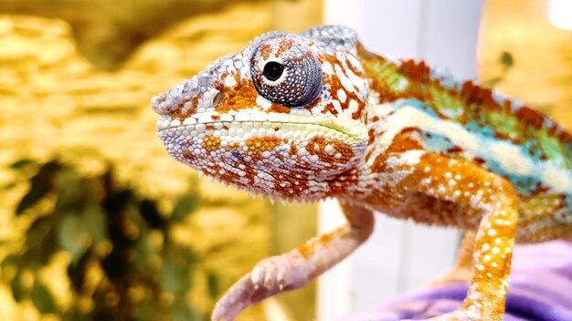 Un caméléon au visage blanc et aux yeux rouges