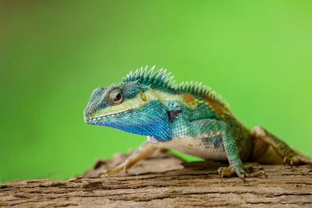 Caméléon bleu sur l'arbre