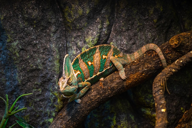 Caméléon sur une branche Exposition d'animaux de terrarium Espèce de lézard