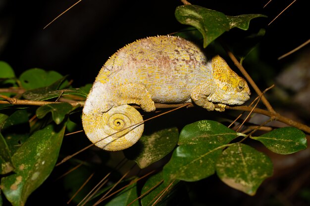 Un caméléon sur une branche avec des feuilles vertes