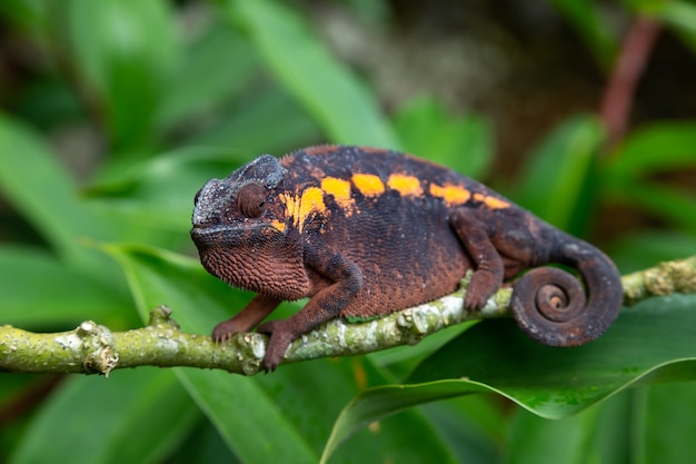 Caméléon brun sur une branche dans la nature