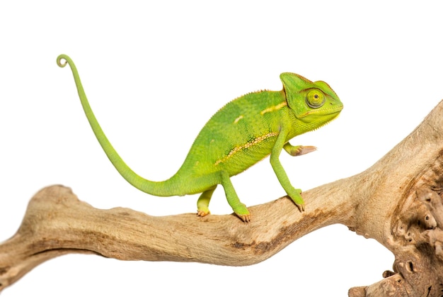 Caméléon Chamaeleo caméléon sur une branche devant un dos blanc