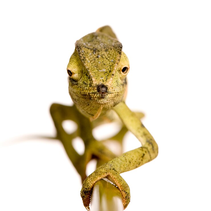Photo caméléon chamaeleo gracilis ou dilepis en face sur un blanc isolé