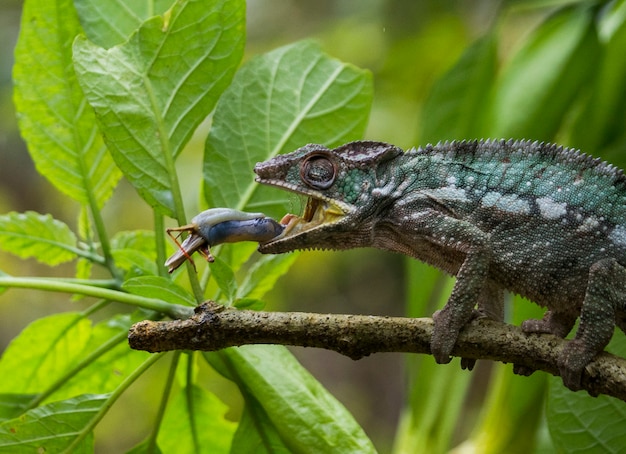 Le caméléon chasse les insectes. Caméléon à longue langue. Madagascar.