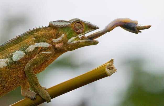 Le caméléon chasse les insectes. Caméléon à longue langue. Madagascar.