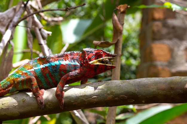 Caméléon coloré sur une branche dans un parc national sur l'île de Madagascar