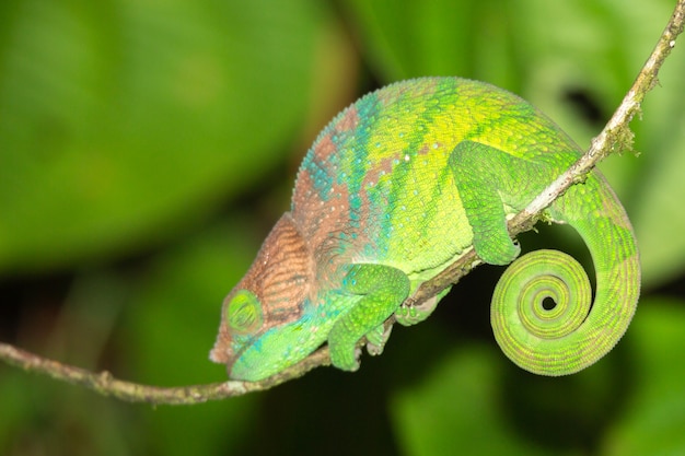 Caméléon Coloré En Gros Plan Dans La Forêt Tropicale à Madagascar.