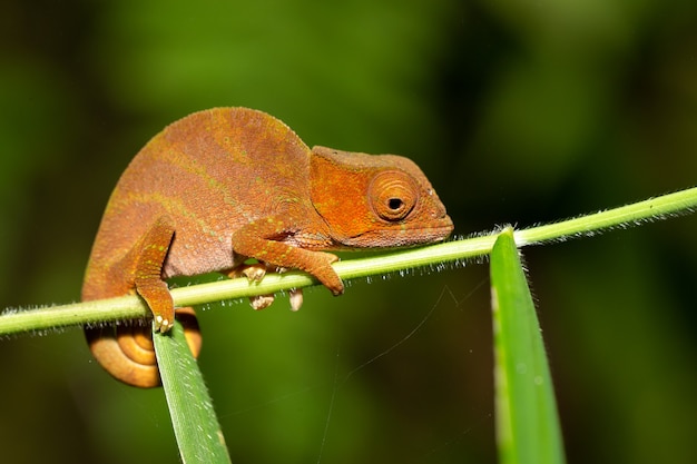 Caméléon coloré en gros plan dans la forêt tropicale à Madagascar.