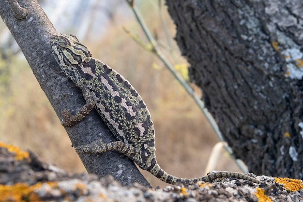 Caméléon commun ou caméléon méditerranéen Chamaeleo chamaeleon Malaga Espagne